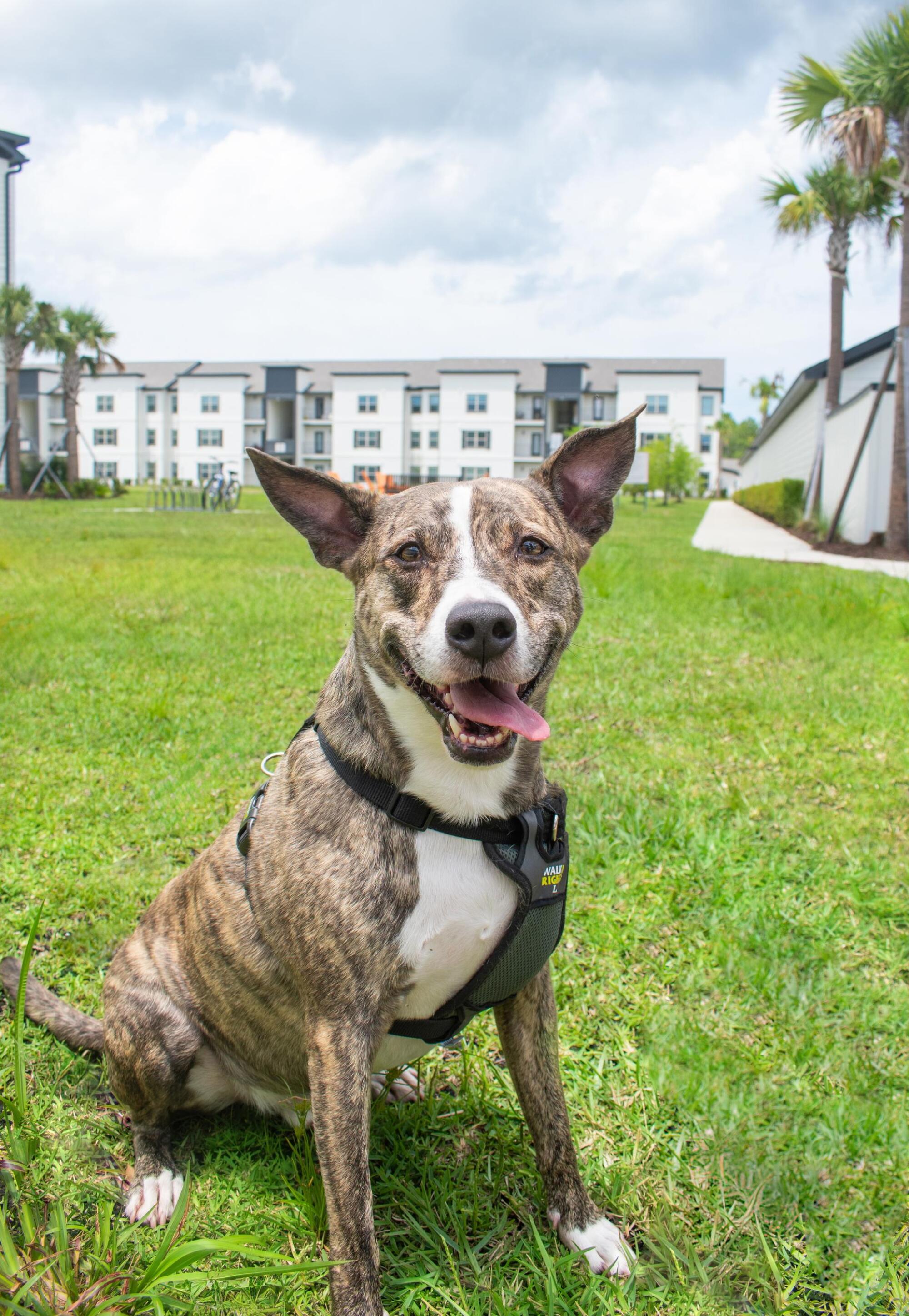 A happy, brindle dog wearing a harness sits on green grass with apartments in the background.