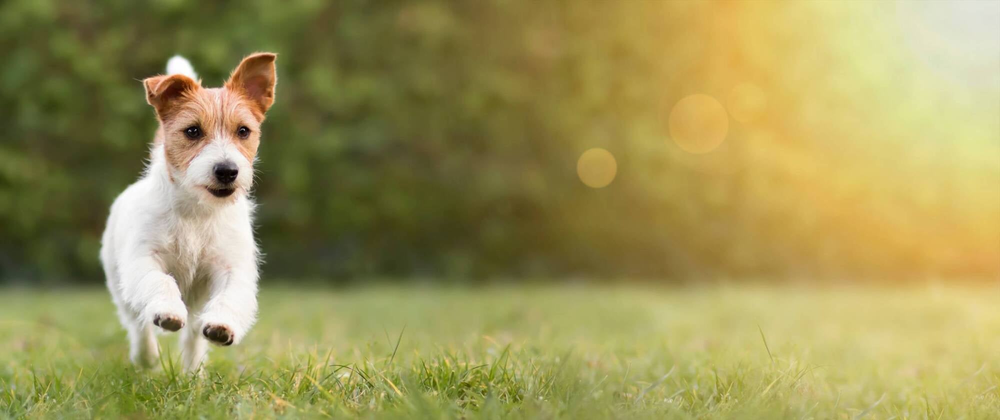 A small brown and white dog runs happily on green grass with a blurred background.