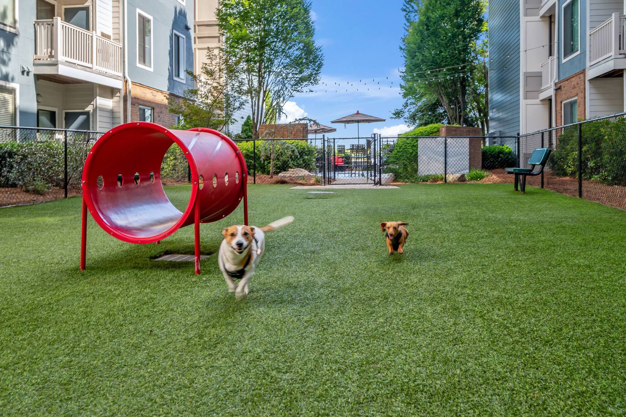 Two dogs run on grass in a fenced dog park with a red tunnel and apartment buildings nearby.