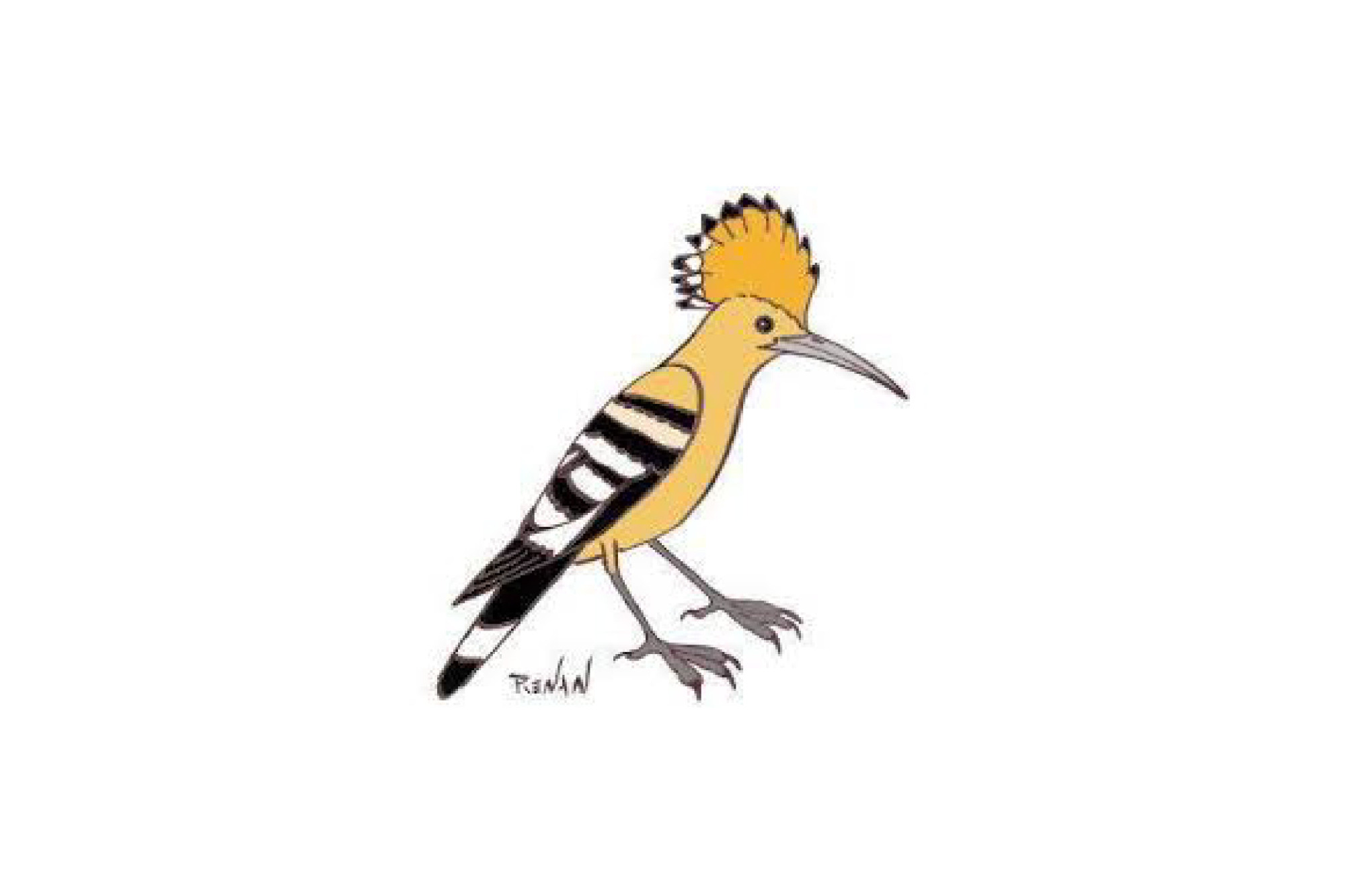 Cartoon drawing of a yellow bird with a crest, black-and-white wings, and a long, curved beak.