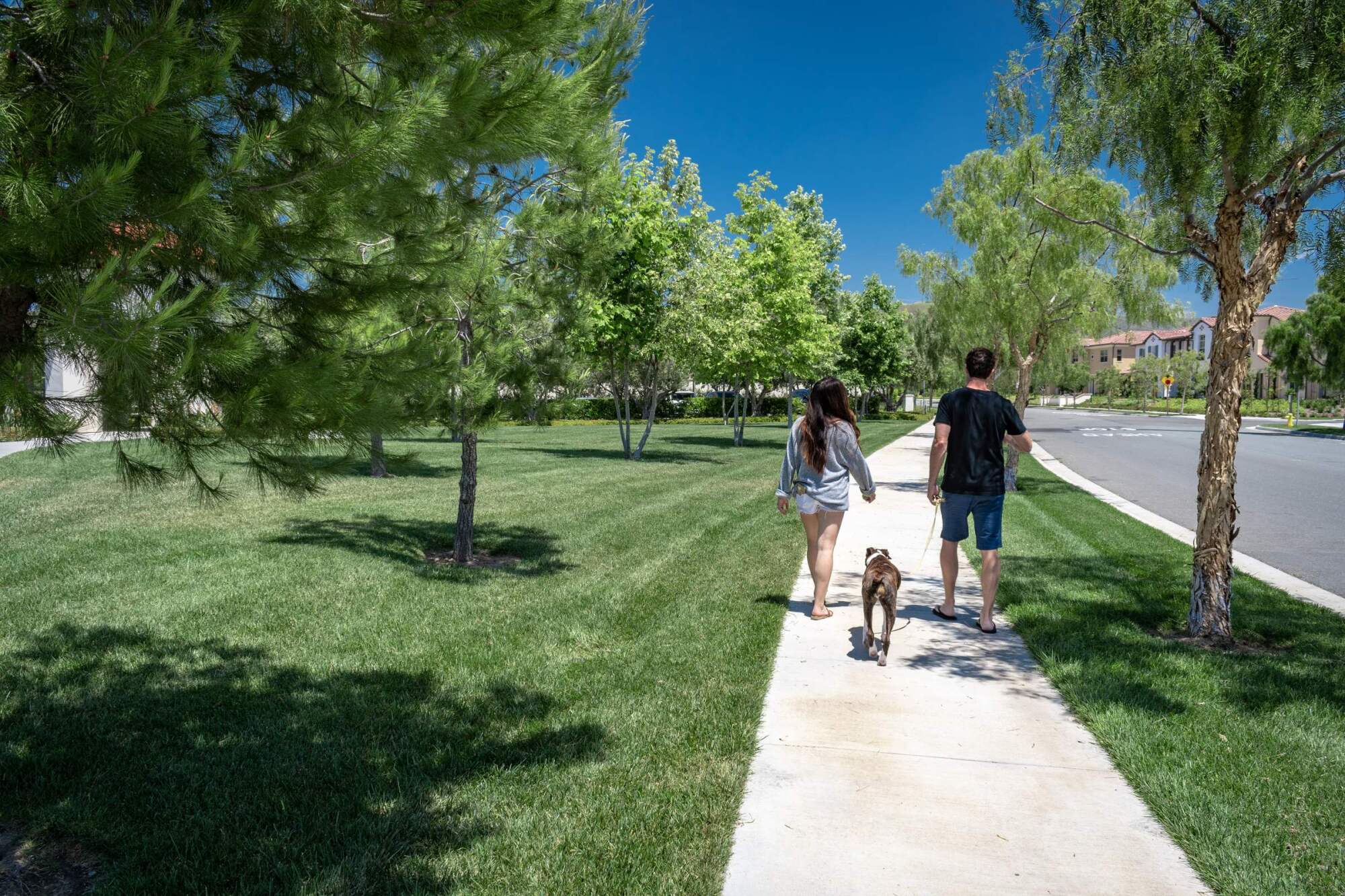A couple walks a dog on a sunny sidewalk lined with green trees and grass in a suburban neighborhood.
