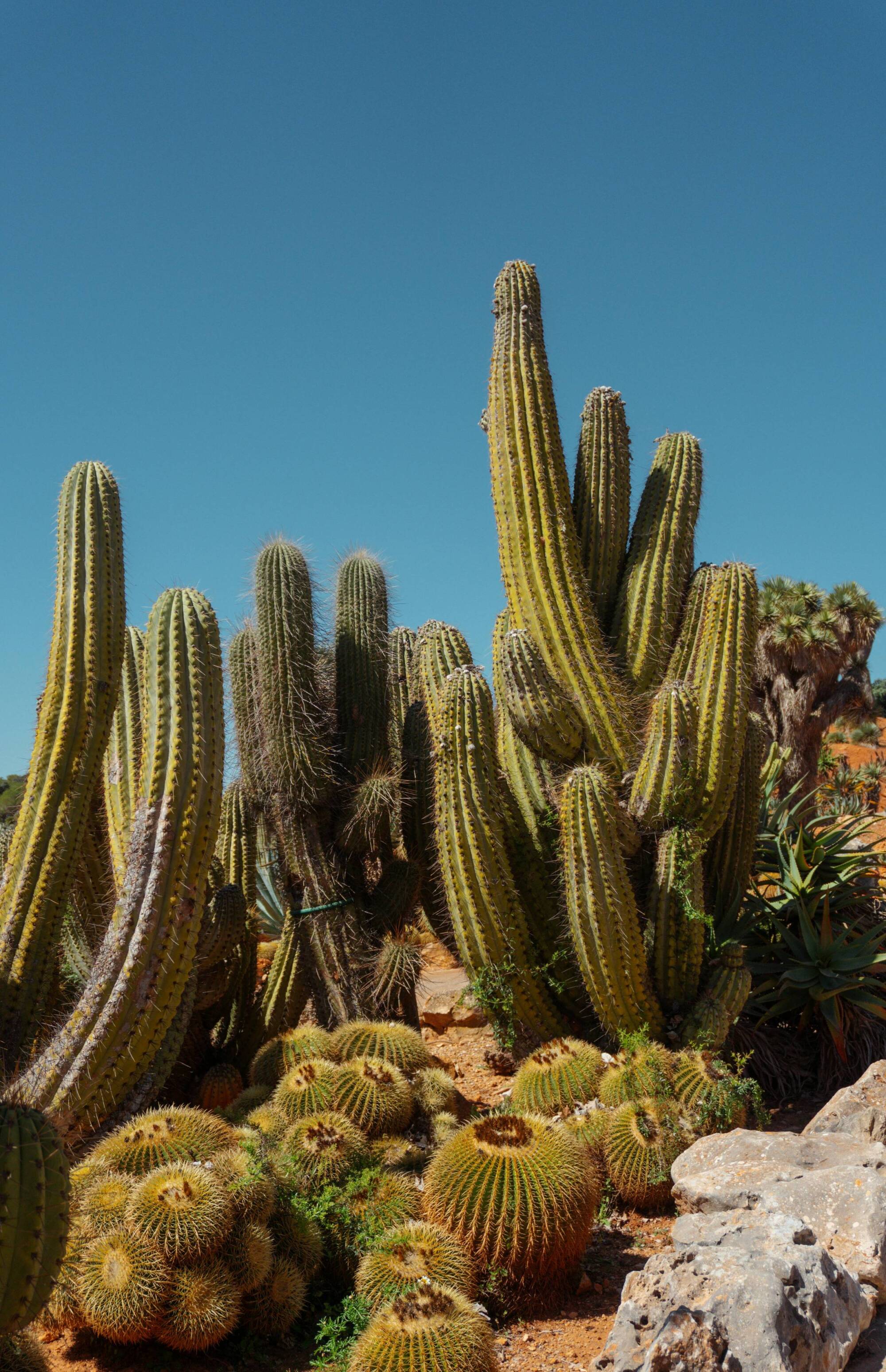 Tall and round cacti growing on sandy ground under a clear blue sky, with rocks in the foreground.