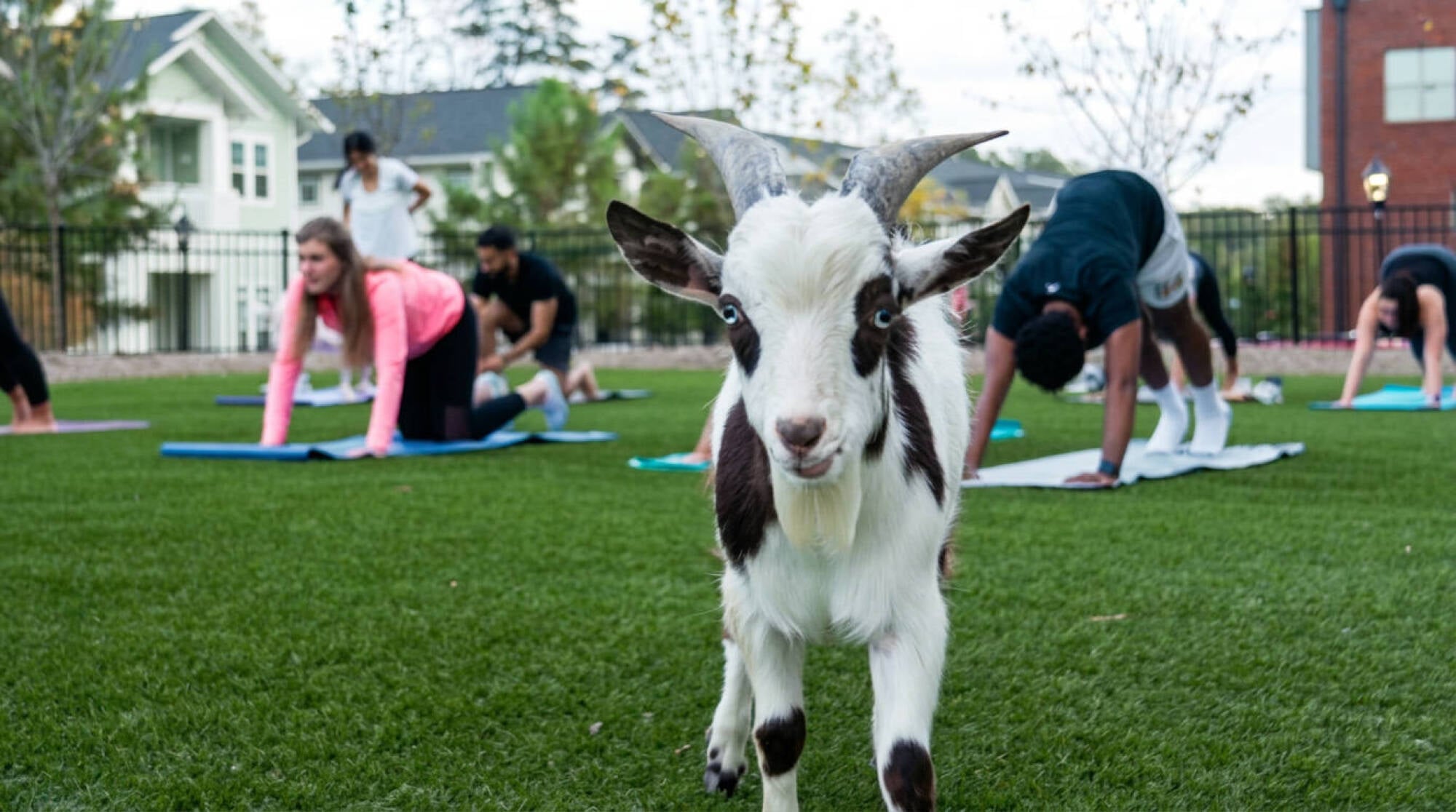 A goat stands on grass in front of a group of people doing yoga outdoors on mats.