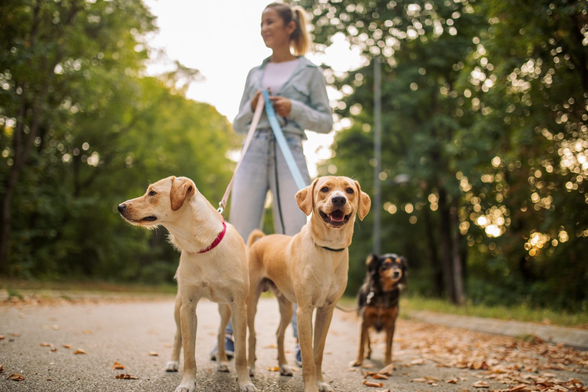 Woman walking three dogs on a path in a green park, two in the foreground and one in the background.