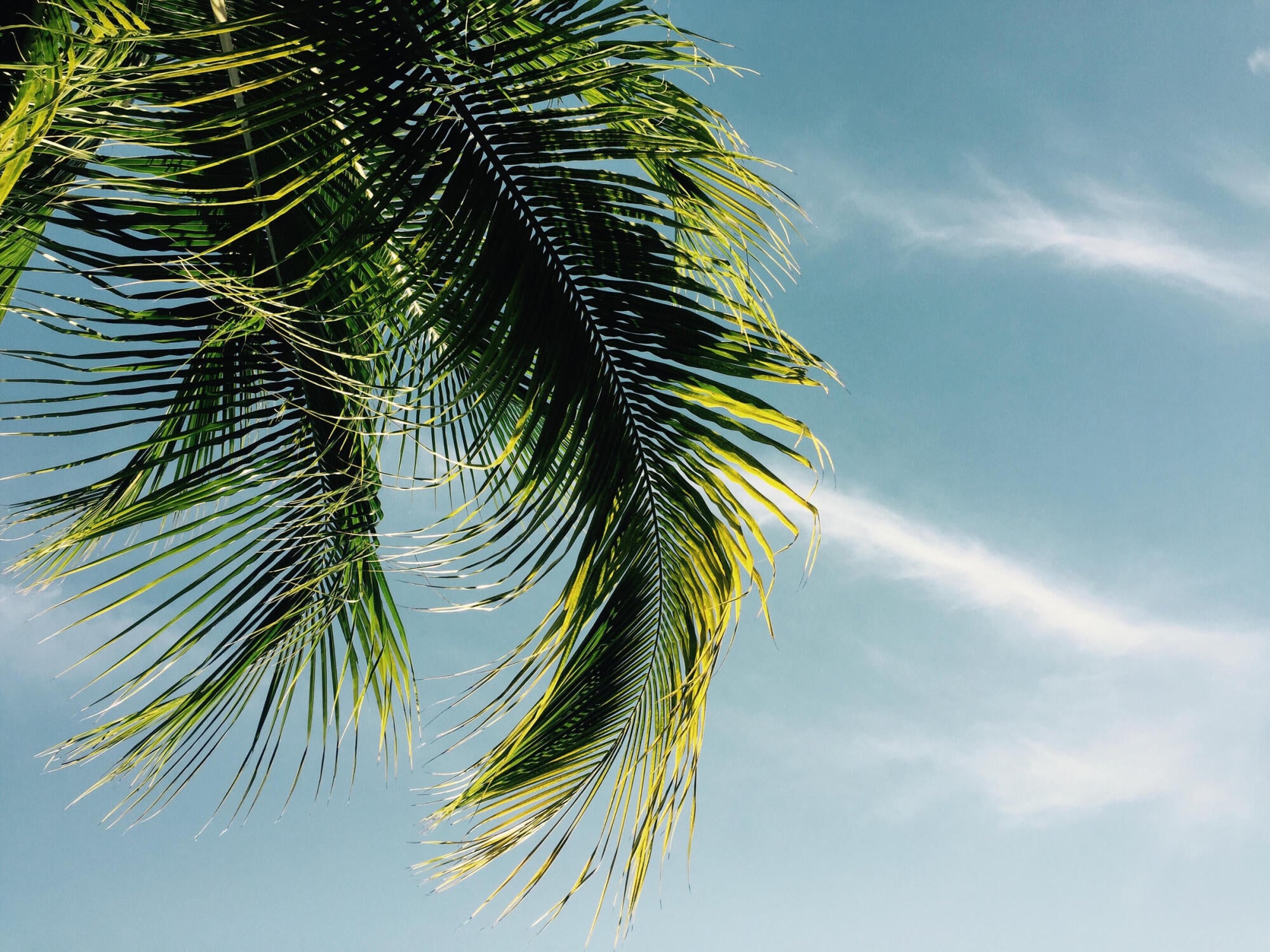 Coastal palms against a blue sky, capturing the relaxed Wilmington, NC vibe near The Sterling at Center Point in Wilmington, NC.