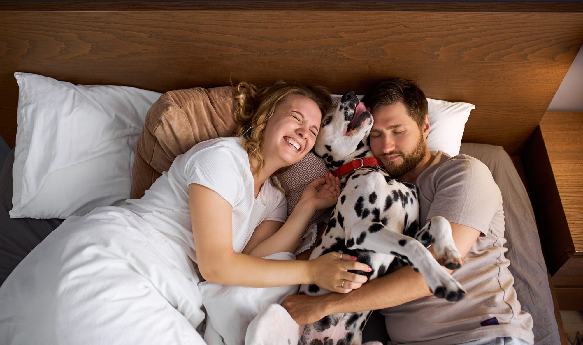 A happy couple lies in bed cuddling a playful Dalmatian dog between them.