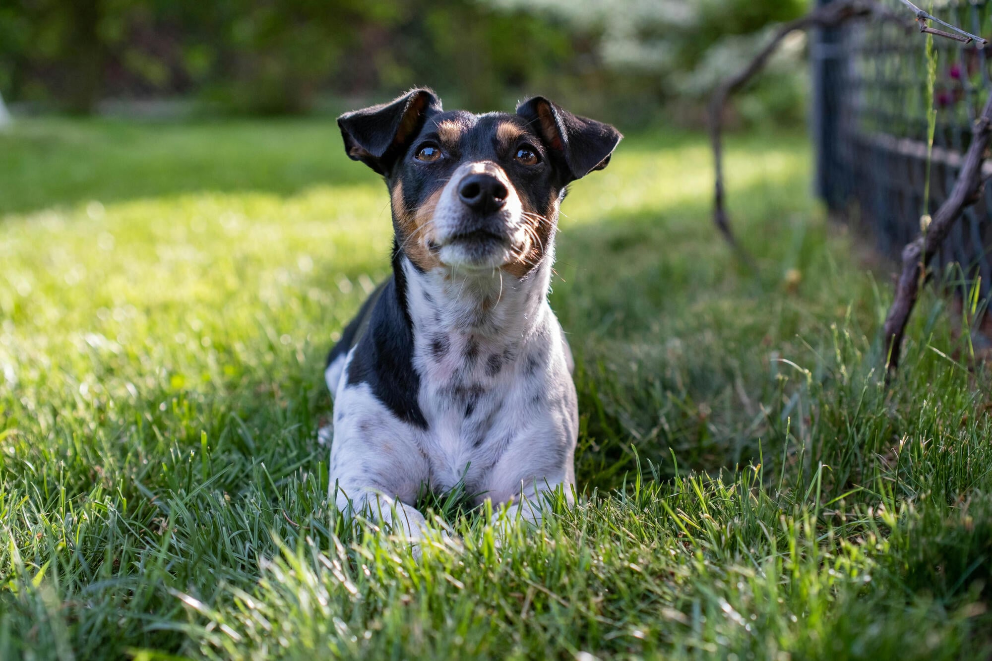 Small terrier resting in the sunny grass, reflecting pet-friendly living at Maple Run in Charlotte, NC.