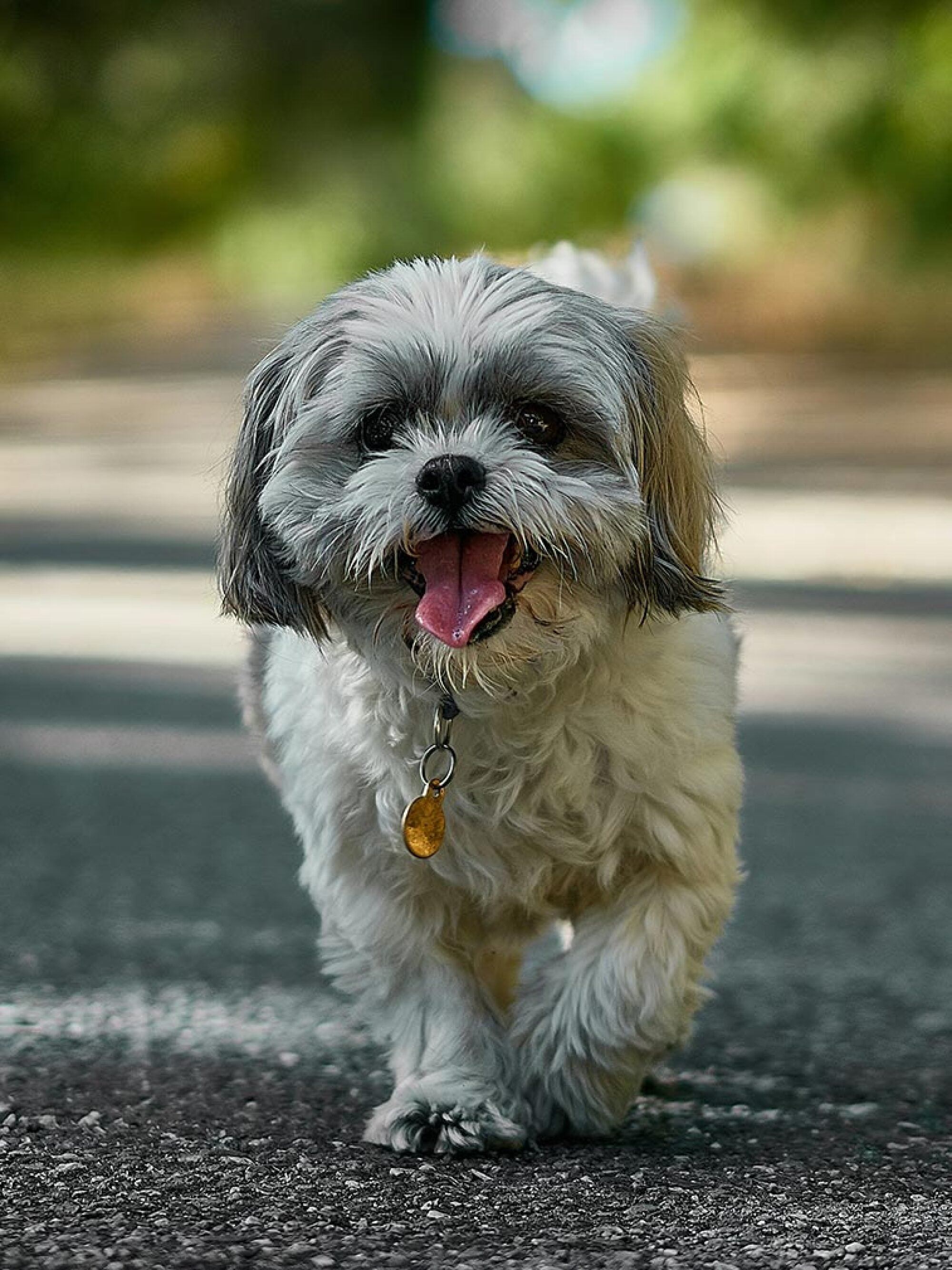 Small fluffy dog with a gray and white coat walking on a path, mouth open and tongue out, wearing a collar with a tag.