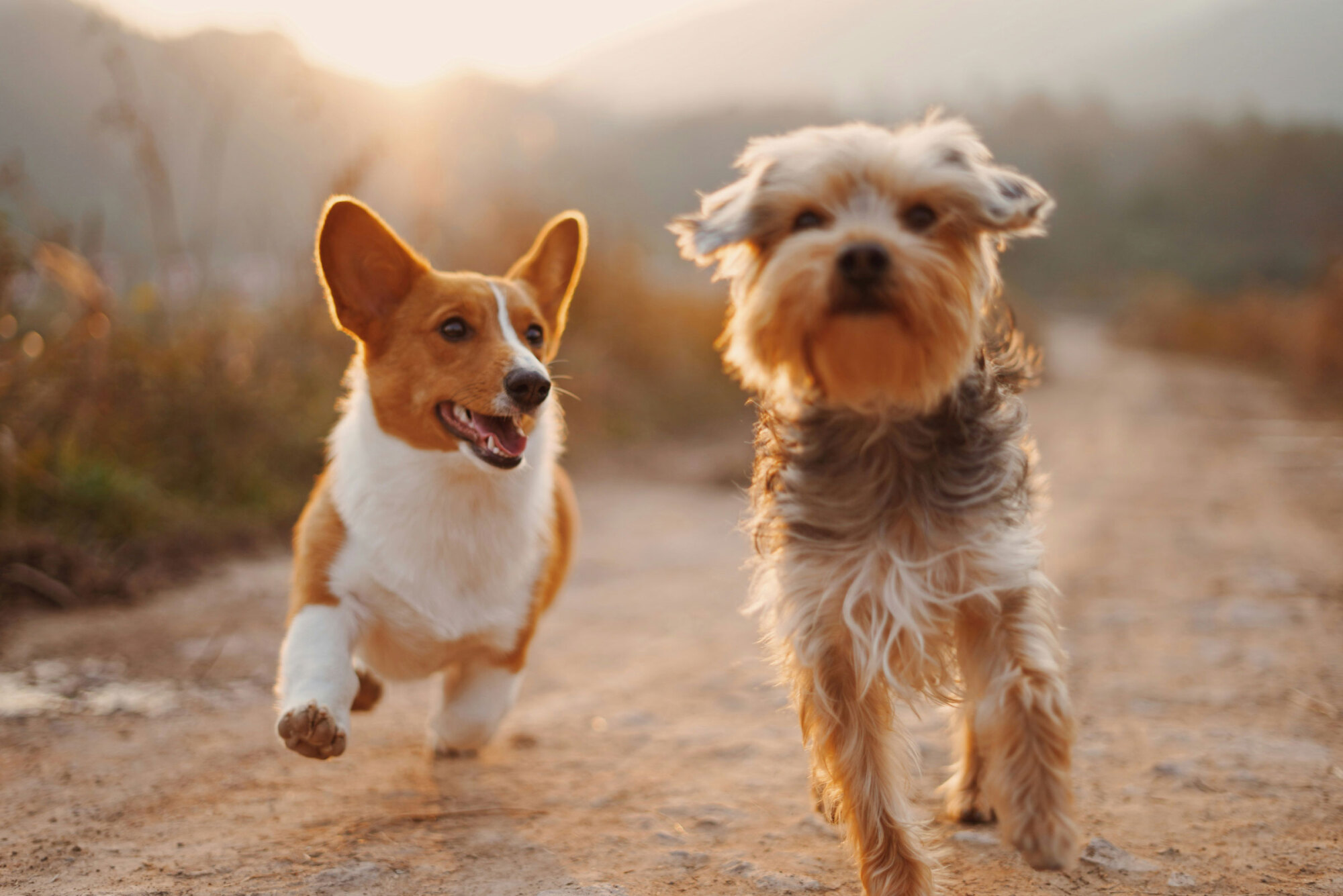 A corgi and a small fluffy dog run side by side on a dirt path outdoors at sunset.