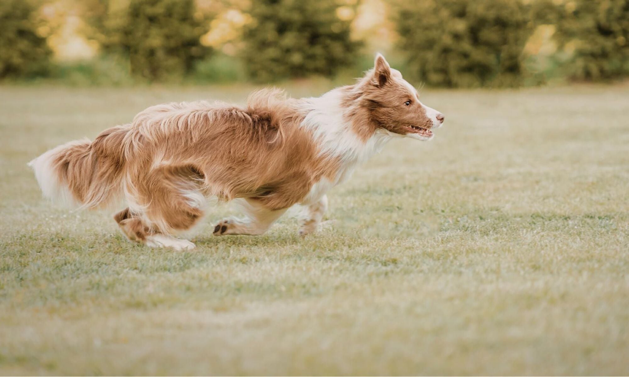 A brown and white dog runs across a grassy field with trees in the background.