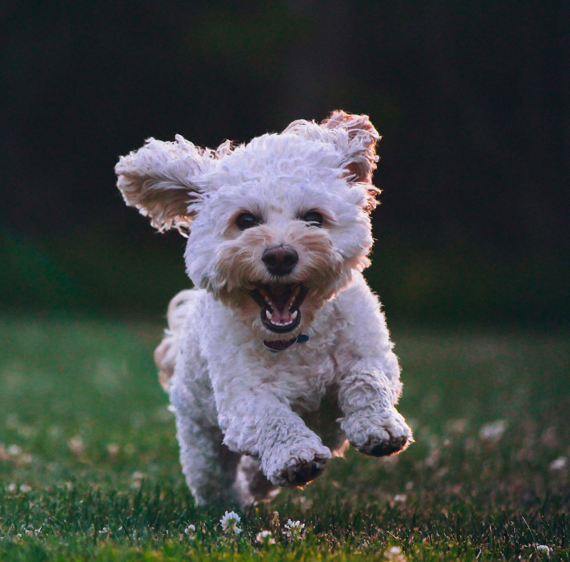 White dog bounding through the grass, celebrating pet-friendly living at Townes at University in Charlotte, NC.