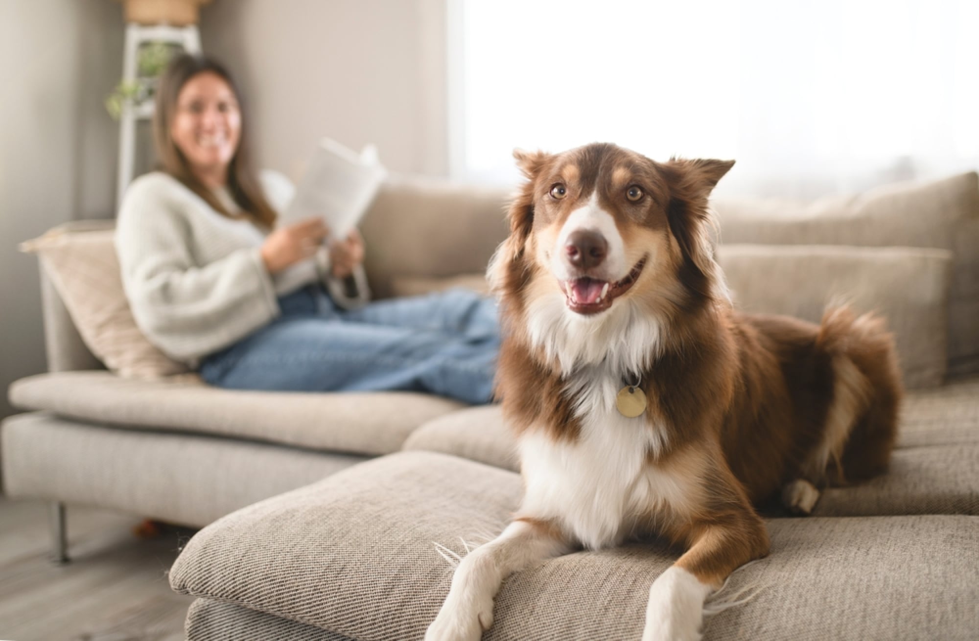 A brown and white dog lies on a couch, with a smiling woman reading a book in the blurred background.