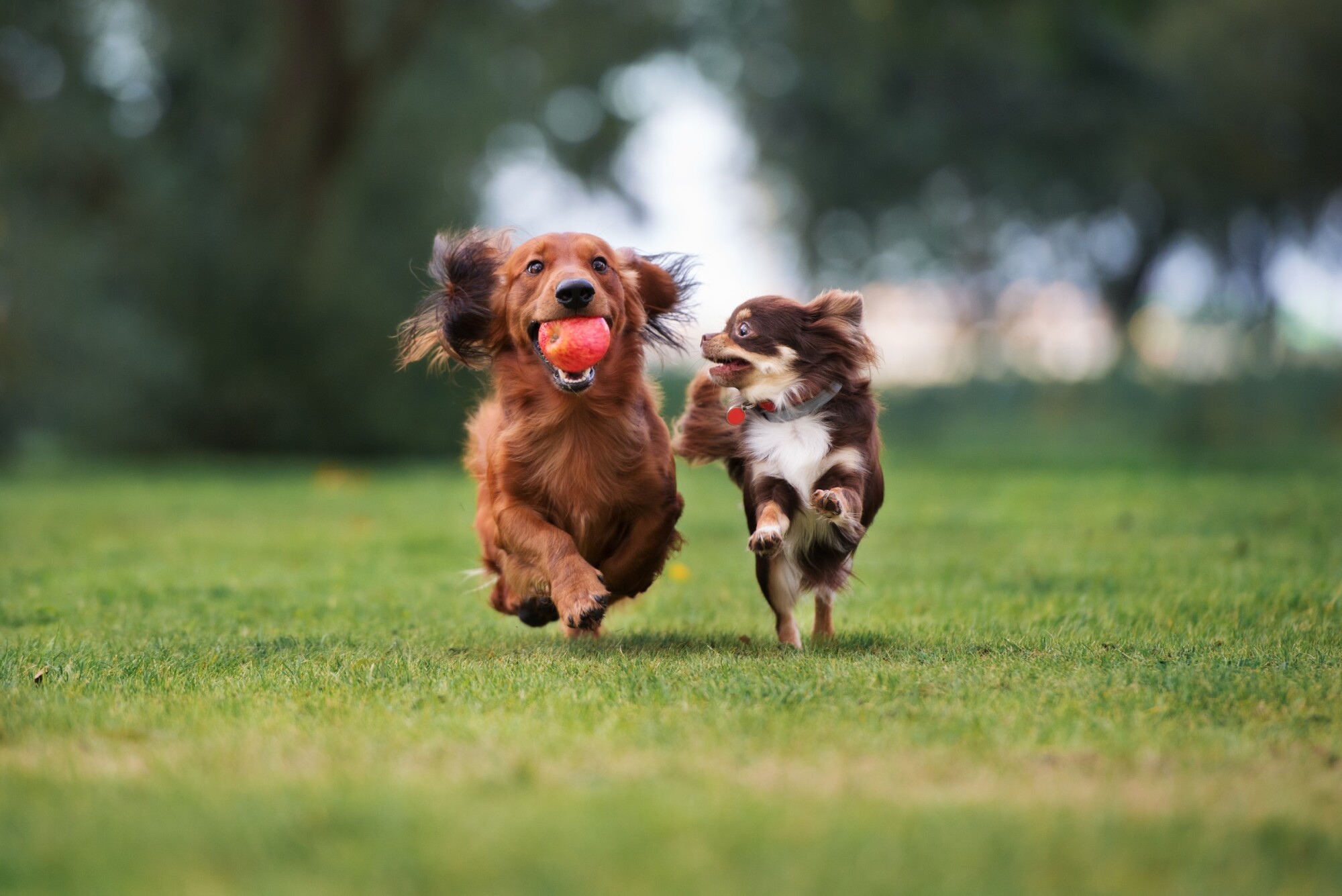 Two small dogs run on green grass, one carrying an orange ball in its mouth, both looking happy and energetic with trees blurred in the background.