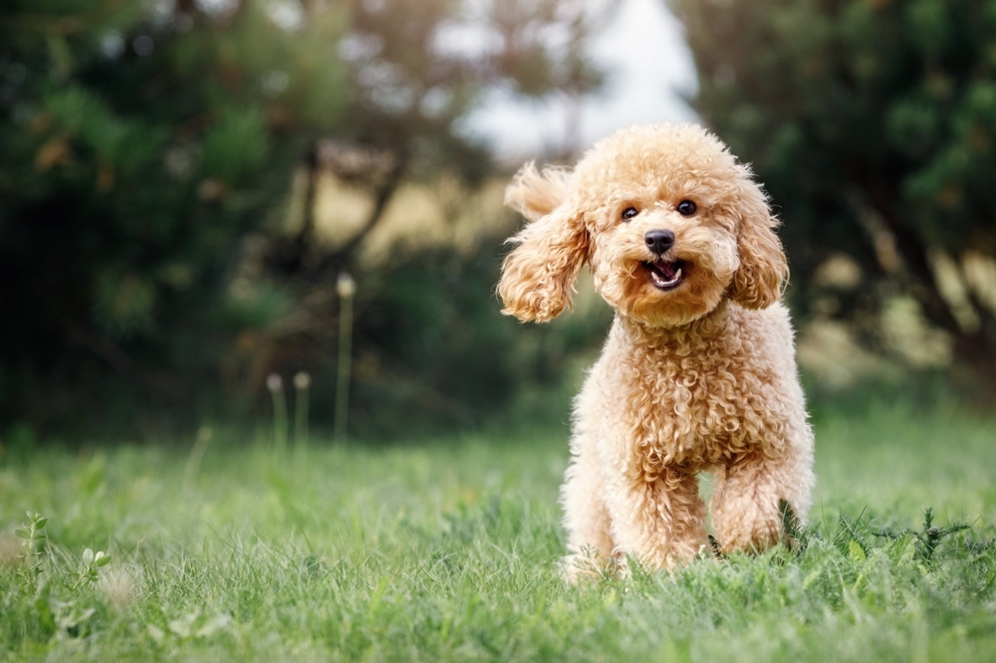 A curly-haired brown poodle runs happily on green grass with trees in the background.