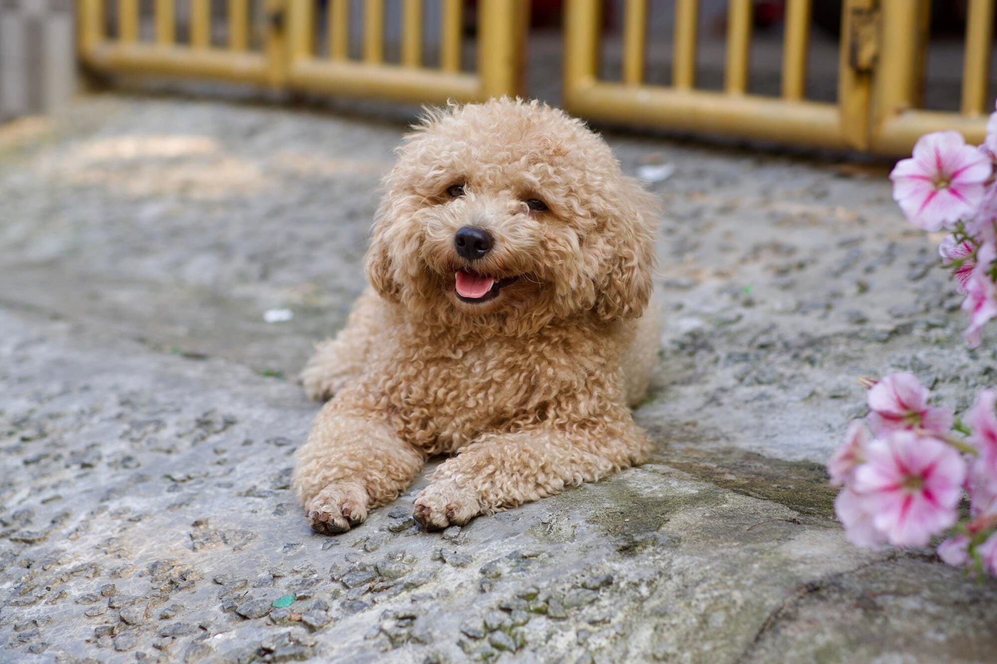 A fluffy brown poodle lies on a stone path near pink flowers, looking happy with its tongue out.