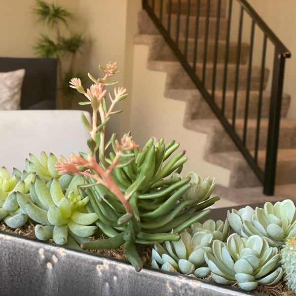Succulent arrangement on an entry console inside a townhome at Ontario Town Square Townhomes in Ontario, California.
