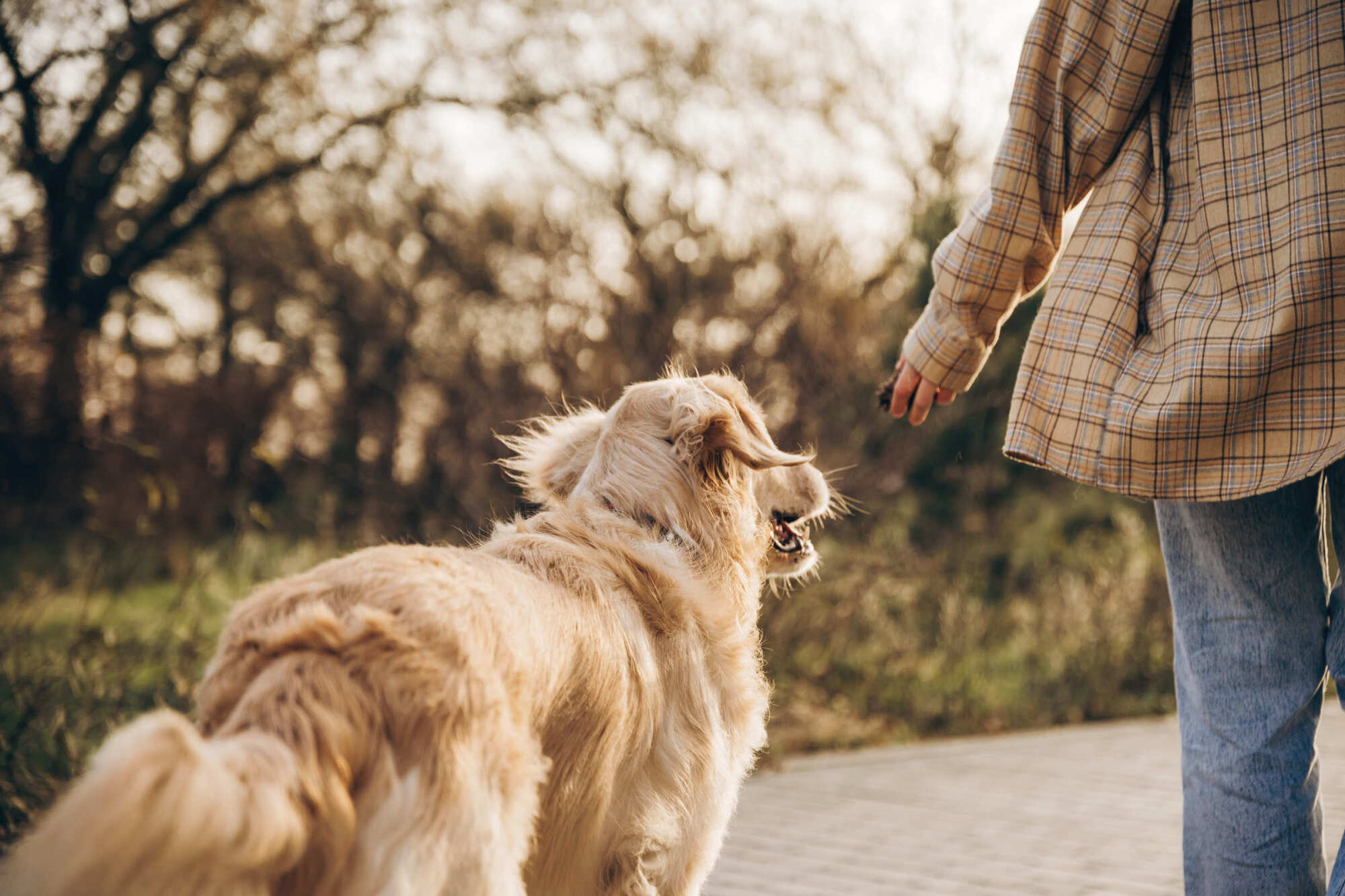 Ellwyn in Cottage Grove, Minnesota, lifestyle scene of a golden retriever walking beside a person on a sunlit path.