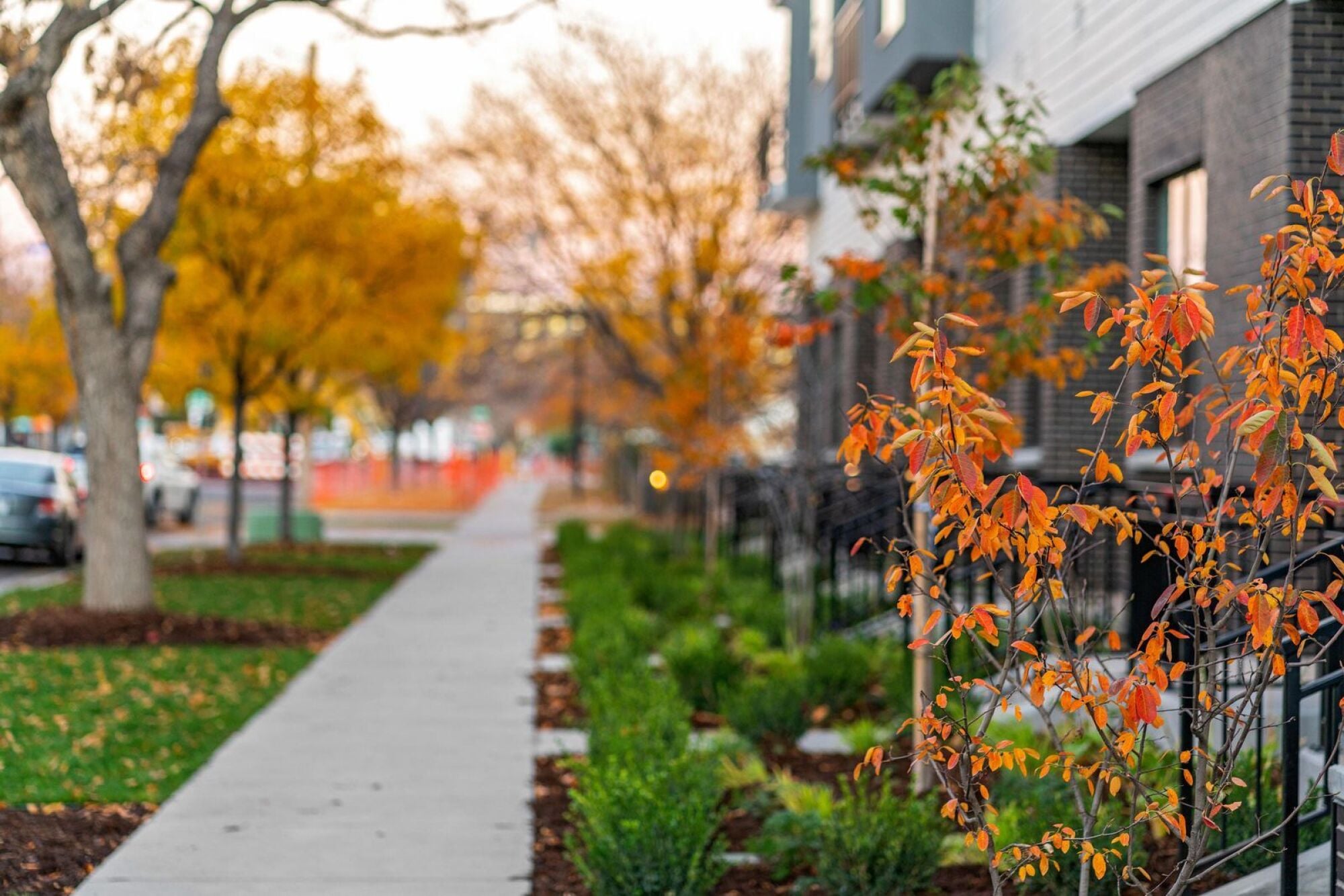Jayne's sidewalk in Denver, CO is lined with fall foliage, showcasing the walkable streets of the Baker neighborhood.