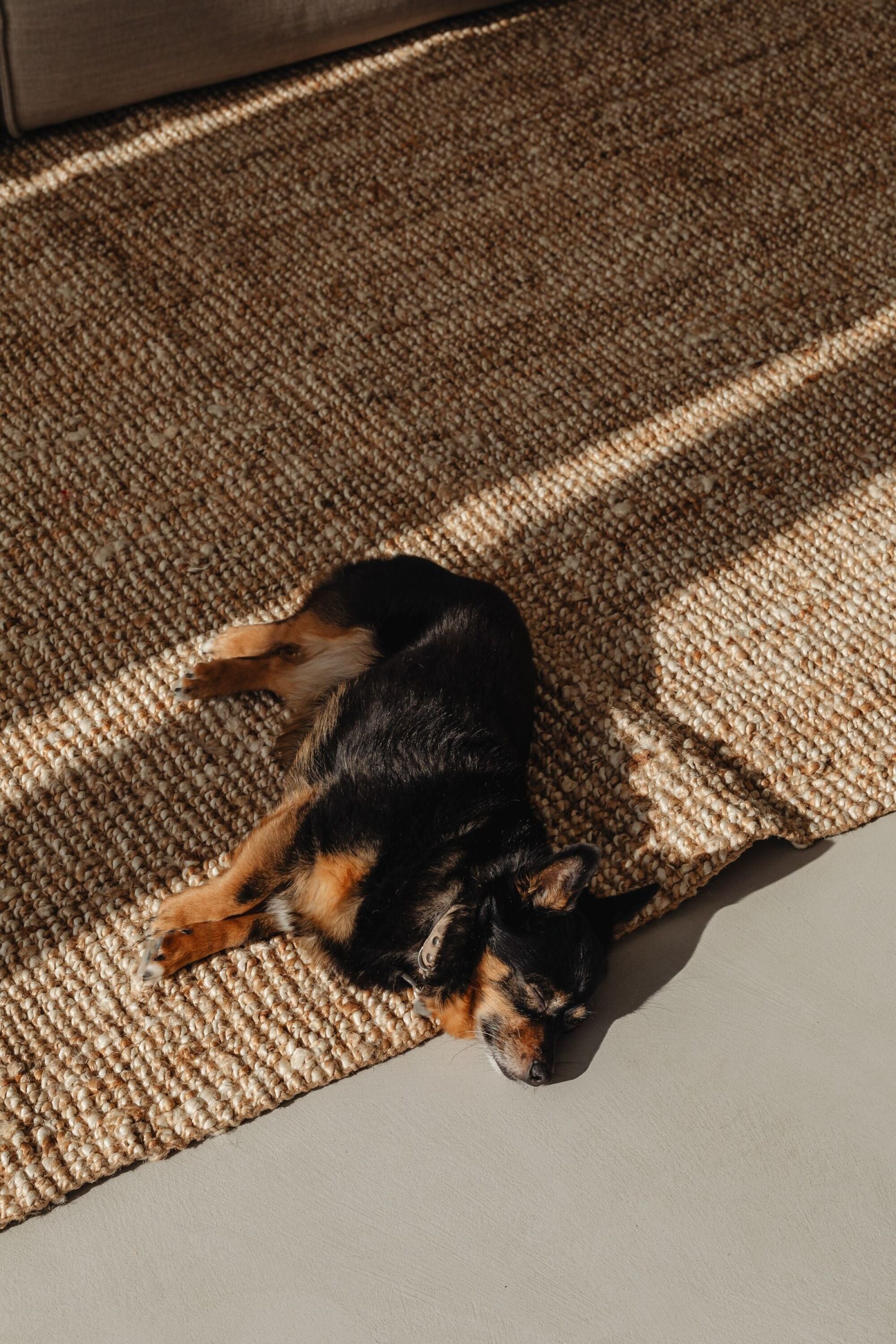Dog resting in the sun inside a pet-friendly apartment home at Waterfront Place in Everett, WA