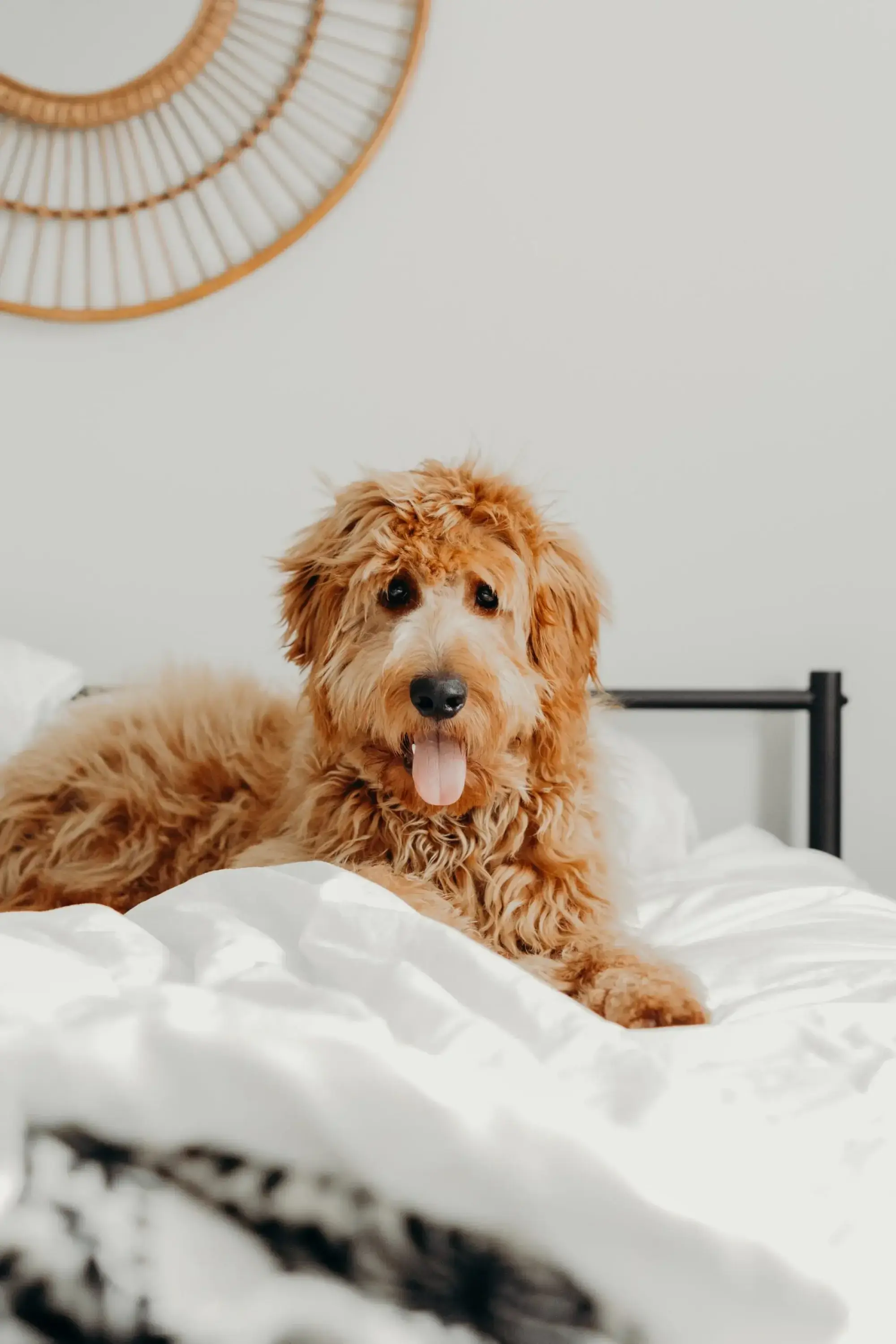 doodle dog full
