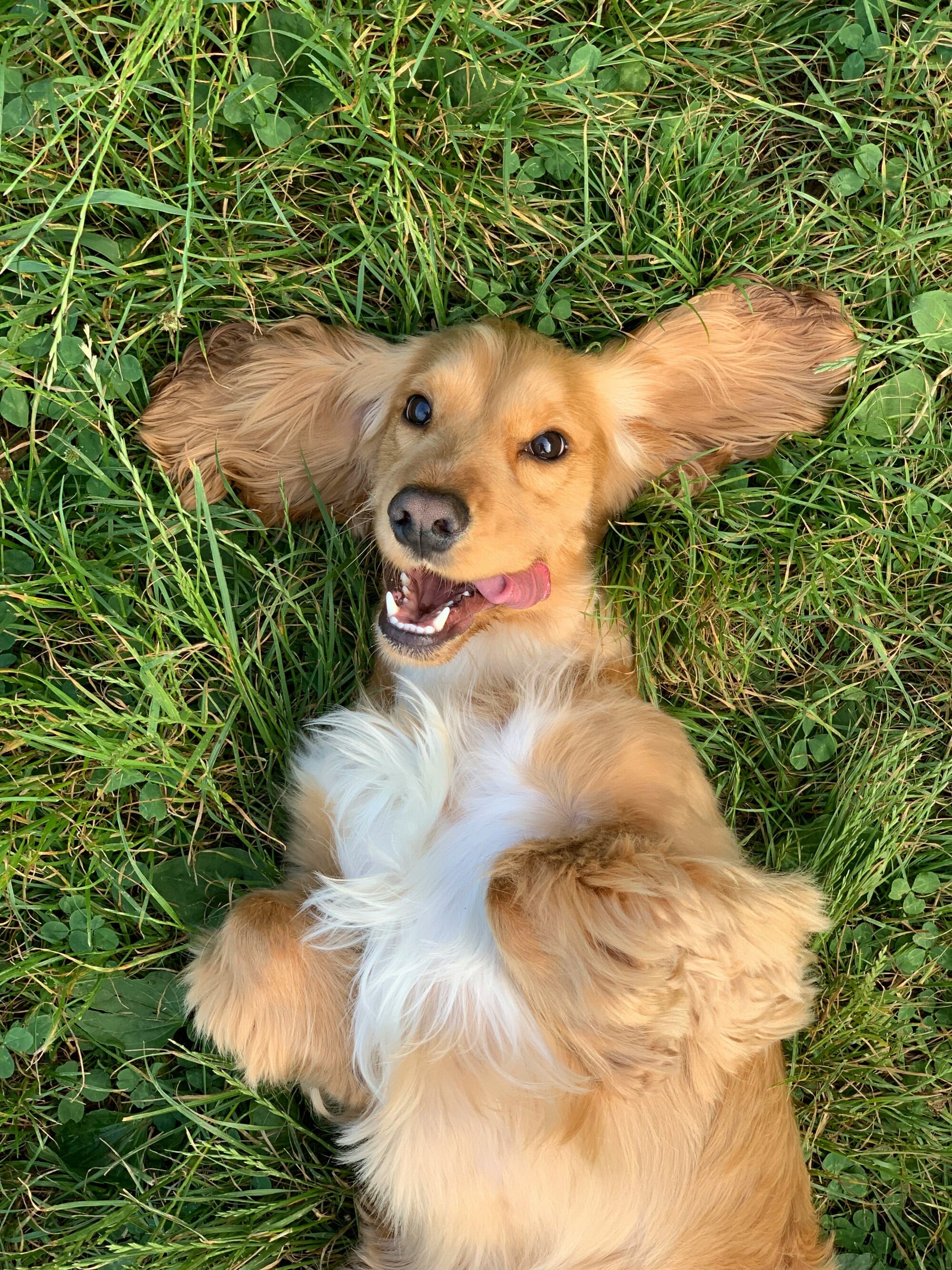 Happy dog laying in the grass.