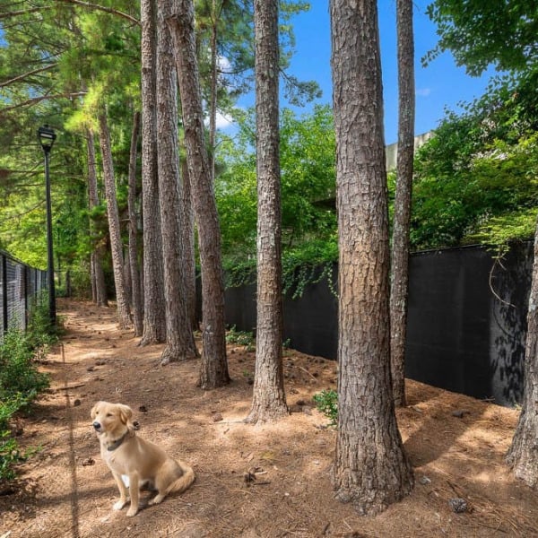 Axial Buckhead general photo
